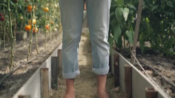 La cámara sube de las piernas descalzas a la cara sonriente de un joven granjero barbudo orgulloso y confiado en un sombrero de paja jactándose de la cosecha cultivada en una caja de madera. Feliz hombre caucásico posando en invernadero. — Vídeos de Stock