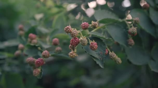 Close-up raspberries growing on green stem with male Caucasian hand touching berries. Unrecognizable man taking care of cultivated bushes in garden on sunny summer day outdoors. Horticulture concept. — 图库视频影像