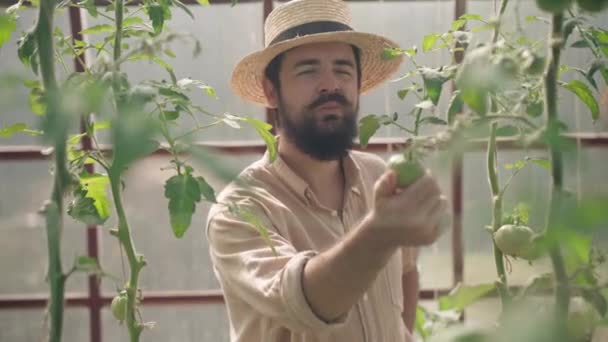 Frontvy porträtt av glada skäggiga kaukasiska mannen tittar på rå grön tomat leende. Glad nöjd positiv bonde trädgårdsmästare i växthus inomhus. Trädgårdsskötsel och jordbruk. — Stockvideo