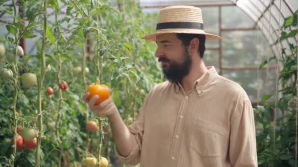 Retrato del orgulloso granjero macho satisfecho arrancando tomate oliendo a verdura sonriendo mirando a la cámara. Feliz hombre caucásico barbudo con bigote en sombrero de paja posando con cultivos en invernadero. — Vídeos de Stock