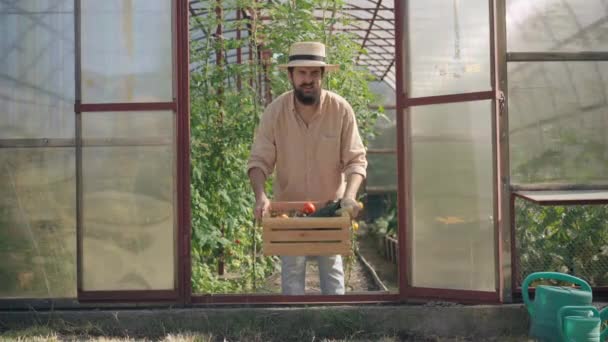 Overworked Caucasian male farmer raising wooden box with harvest suffering back pain. Portrait of tired young bearded man holding back sighing standing in greenhouse. Farming and health care. — 비디오