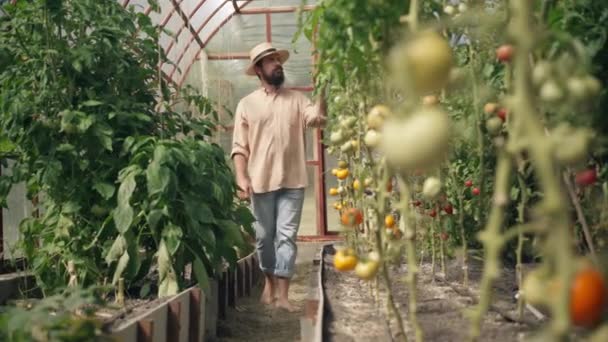 Große Aufnahme eines barfüßigen Bauern, der im Gewächshaus herumläuft und Tomaten kontrolliert, die drinnen wachsen. Porträt eines selbstbewussten kaukasischen bärtigen jungen Mannes mit Strohhut, der sich um Pflanzen im Gewächshaus kümmert. — Stockvideo