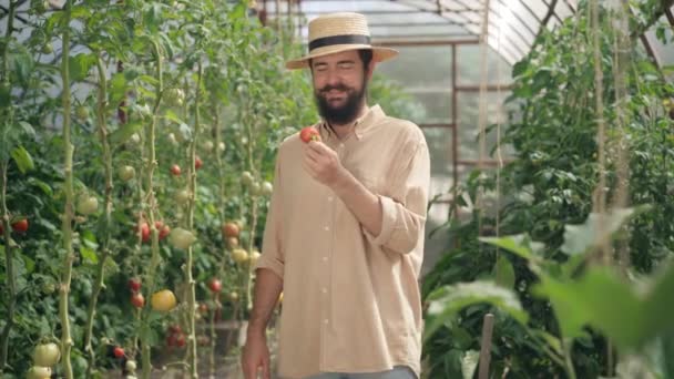 Χαμογελώντας γενειοφόρος Καυκάσιος άντρας με μουστάκι σε ψάθινο καπέλο τρώει νόστιμη βιολογική ώριμη ντομάτα χαμογελώντας κοιτάζοντας την κάμερα. Πορτρέτο του θετικού ικανοποιημένου γεωργού που απολαμβάνει λαχανικά στο θερμοκήπιο. — Αρχείο Βίντεο