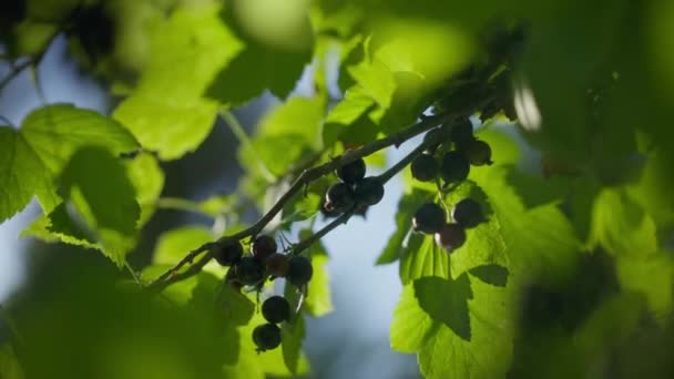 Mustaherukka roikkuu vihreällä pensaiden oksalla auringonpaisteessa. Lähikuva orgaanisia terveellisiä marjoja ulkona auringonvalossa kesäpäivänä. Luonto ja elintarvikkeet. — kuvapankkivideo