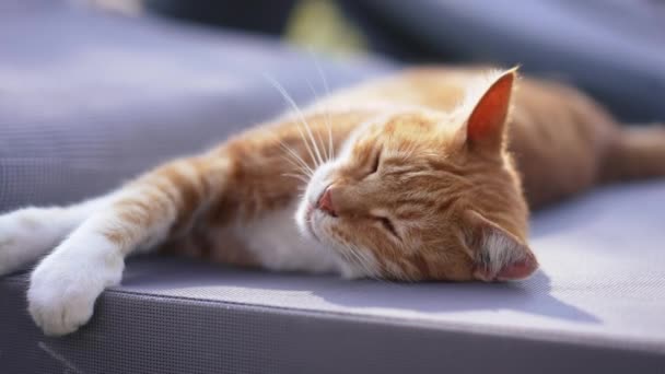 Primer plano gato rojo estirándose y moviéndose bajo el sol al amanecer. Felices mascotas domésticas despreocupadas que duermen en la cama solar a la luz del sol al aire libre. — Vídeo de stock