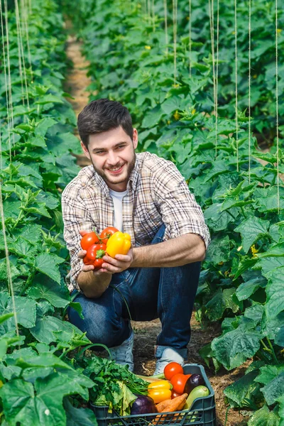 Agrónomo sosteniendo verduras y señala a la cámara — Foto de Stock