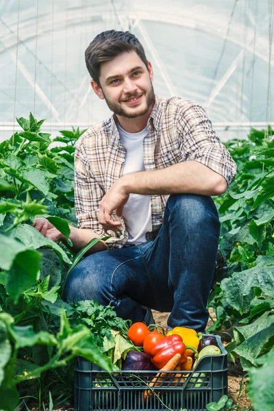 Jonge boeren worden gekweekt en geoogst van biologische groenten — Stockfoto