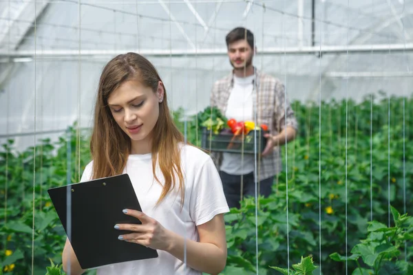 Bir serada çalışan çiftçilerin organik sebze yetiştiriyor.