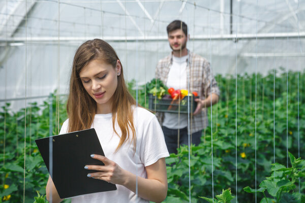 Фермеры, работающие в теплице, выращивают органические овощи
.