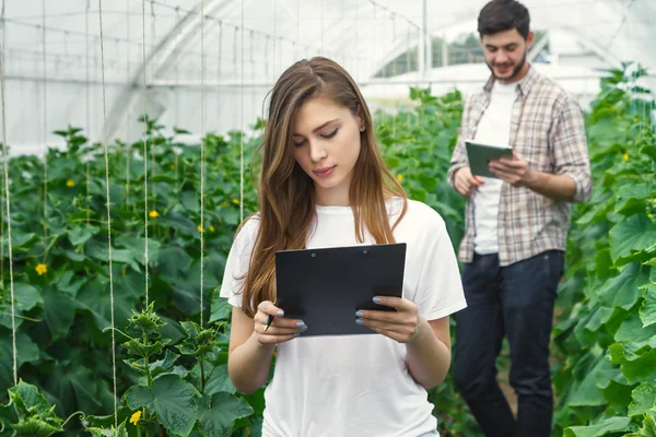 Bir serada çalışan çiftçilerin organik sebze yetiştiriyor.