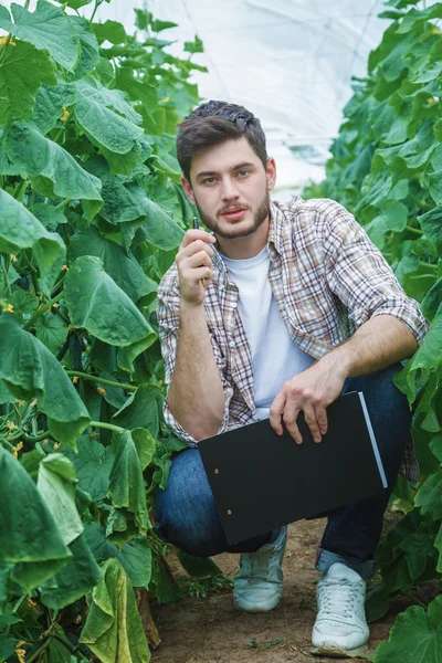 Jonge boeren worden gekweekt en geoogst van biologische groenten — Stockfoto