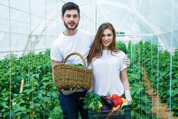 Los jóvenes agricultores cultivan y cosechan verduras ecológicas . — Foto de Stock