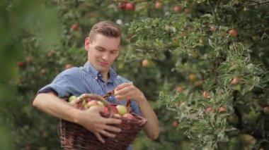 Yakışıklı adam bahçede elma toplama