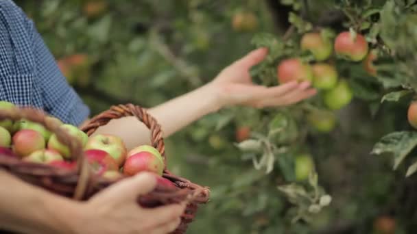 Junger Mann pflückt Äpfel zum Korb — Stockvideo