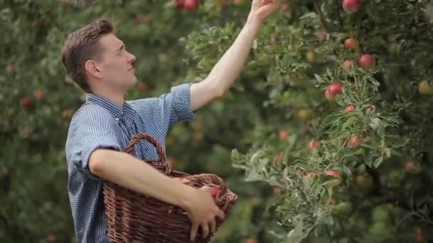 Jonge man verzamelen appels in de tuin — Stockvideo