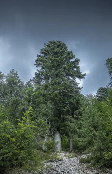 Vakre trær i fjell i naturen royaltyfrie gratis stockfoto