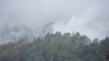 Sisli dağ ormanı sisle kaplı, yumuşak alçak bulutlar çam gölgesinde zikzak çiziyor, sessiz sonbahar tonları, serin mavi paletler, sakin bir atmosfer, uzak mesafeler.