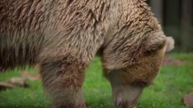 Yakın plan boz ayı otların üzerinde avlanıyor, tüyleri dökülüyor, etrafı kolaçan ediyor, etrafı kolaçan ediyor, yeşil yosunlu çayırlarda yavaş adımlar atıyor, etrafı bulanık.