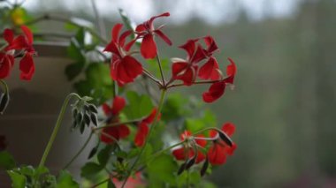 Sardunya olarak da bilinen canlı kırmızı pelargonyumların yakın görüntüsü, bahçede yavaşça hareket eden yeşil yapraklar, bulanık bir arka plan.