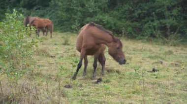 Güzel kahverengi at yemyeşil bir çayırda huzur içinde otluyor. Hayvan, doğal ortamda özgürce yaşayan bir sürünün parçasıdır.