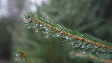 Sisli orman sabahında çiğ damlaları ile kapatılan ladin dalları, sinemanın sığ derinliği ve yumuşak bokeh huzur verici taze atmosfer yaratır.