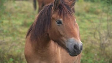 Vahşi at yeşil çayırdaki kameraya merakla bakıyor. Nadir ve nesli tükenmekte olan bir atın yakından görüntüsü.