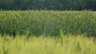 Yeşil buğday tarlası