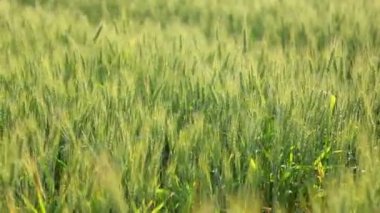 Yeşil buğday tarlası