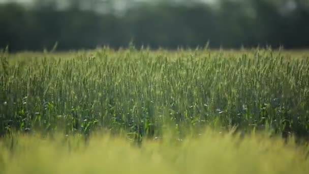 Yeşil buğday tarlası — Stok video