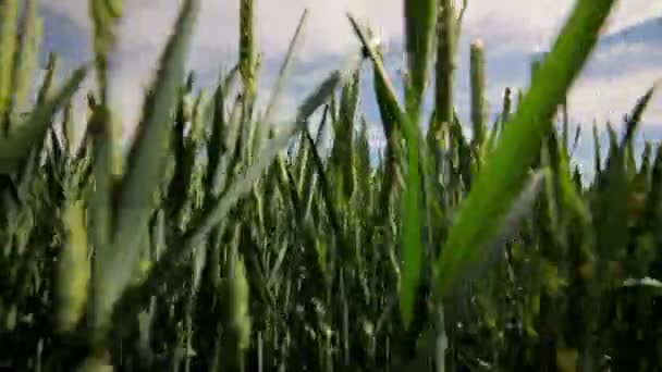 Campo di grano verde — Video Stock