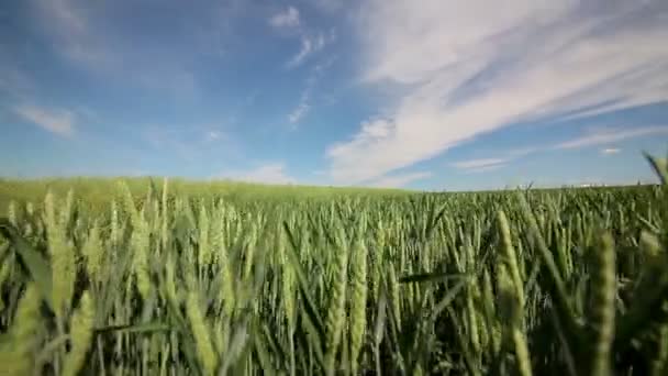 Campo de trigo verde — Vídeo de stock