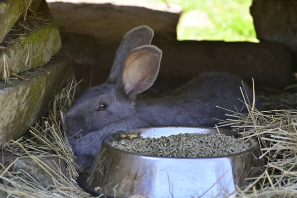 Graue Kaninchen in seinem Haus. Kaninchenessen. — Stockfoto