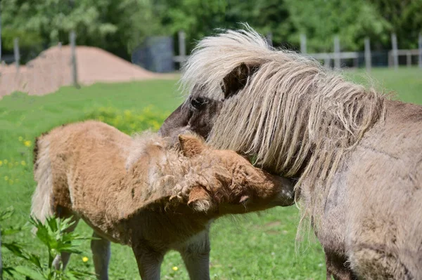 İki Shetland midillisi. Tarım arazisinin çayırında yavrusuyla birlikte bir Shetland midillisi. Güzel midilliler.