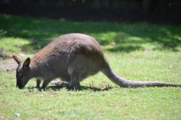 Kırmızı boyunlu valabis ya da çimlerin üzerinde duran Bennetts Macropus Rufogriseus 'un yakın çekimi. Yaban ördeği yemek