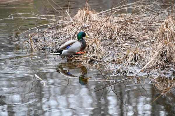 Homem Mallard. Pato macho perto do ninho — Fotografia de Stock