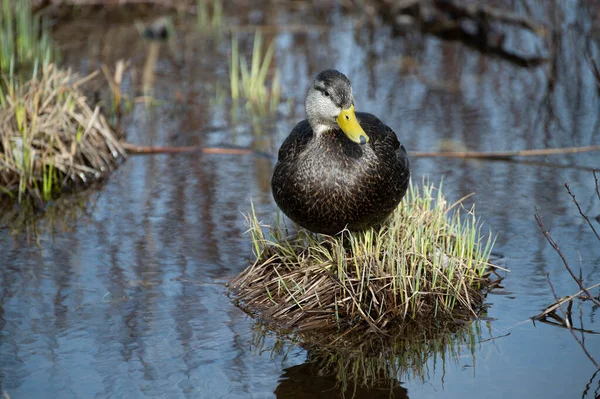 Pato mallart selvagem no lago. — Fotografia de Stock