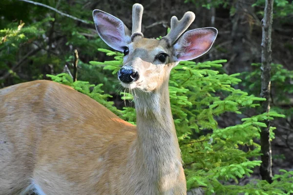 Majestueux Cerf Mulet Avec Bois Velours Broutant Dans Les Bois — Photo