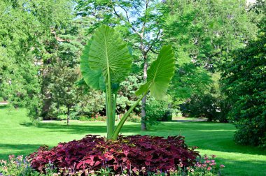Dev bir alocasia. Güzel peyzaj. Halk Bahçesi
