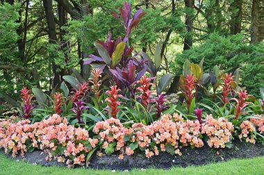 Bahçede çoklu çiçek. Çiçekli ve renkli bitkileri olan yemyeşil bir bahçe.