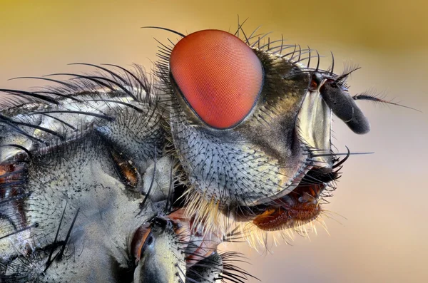 Dom makro mucha — Zdjęcie stockowe