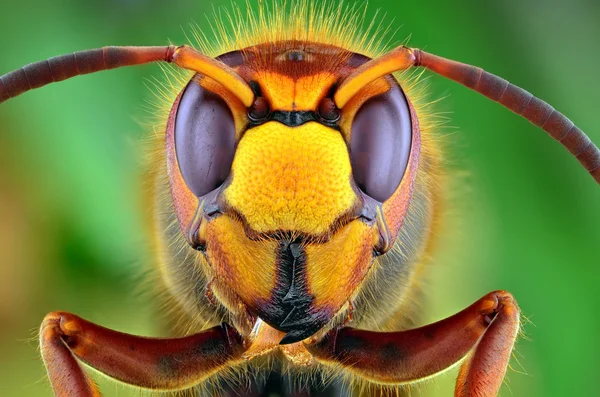 Vespa crabro (Hornet). — Fotografia de Stock