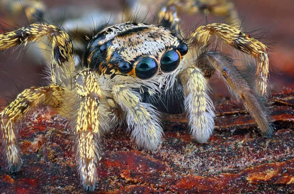 Скакун Arlekinowy, Salticus scenicus — стоковое фото