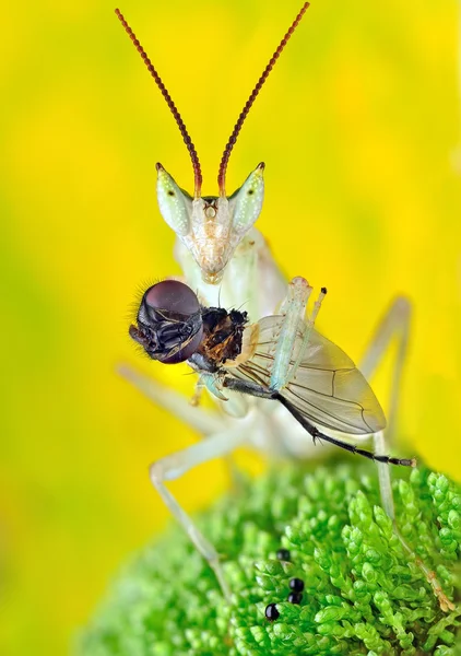 Mantis Pseudoharpax Virescens — Foto de Stock