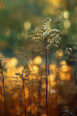 Gün batımı çalılar Bokeh