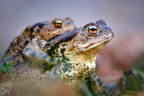 Bufo bufo makro strzał żaby — Zdjęcie stockowe