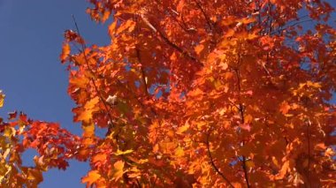 Sonbahar melteminde sallanan parlak turuncu akçaağaç yakın plan bir ağacın altın sarısı yapraklarıyla. Parlak açık mavi gökyüzü. Huzurlu sonbahar doğa sahnesi mevsimlik, rahatlama ve manzara projeleri için idealdir.. 