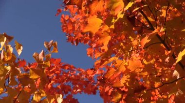 Pürüzsüz bir tava parlak mavi gökyüzüne karşı parlak turuncu ve sarı ağaç tepelerini ortaya çıkarıyor. Rüzgarda yavaşça sürüklenen yapraklar dingin bir sonbahar gününün canlı sükunetini ve rengini gözler önüne seriyor.. 