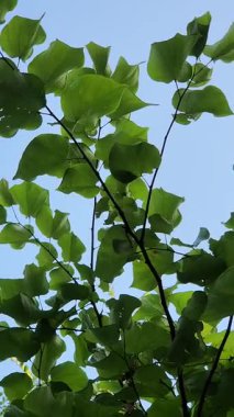 Sade yeşil ağaç yapraklarının, berrak mavi gökyüzüne doğru sakin ve nazikçe döndüğü bir kare. Arkaplan yaprakları rüzgarda hafifçe sallanırken, ana yapraklar hareketsiz kalıyor, barışçıl, doğaya odaklı bir sahne yaratıyor.. 