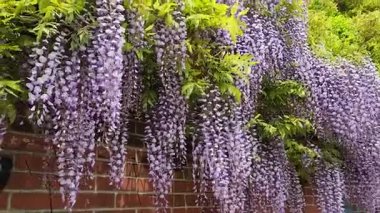 Lavanta salkımı kırsal bir tuğla duvar boyunca çağlayarak açar ve kamera düzgün çalışır. Birkaç arı çiçeklerin arasında süzülür, dingin, sakin bir doğa sahnesi yaratır. Çiçek ve açık hava görselleri için mükemmeldir.. 