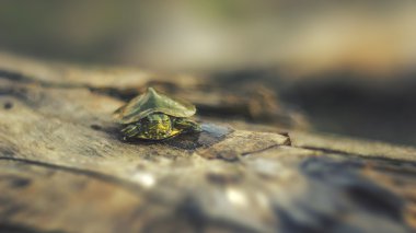 Sevimli kaplumbağa ağaç üzerinde